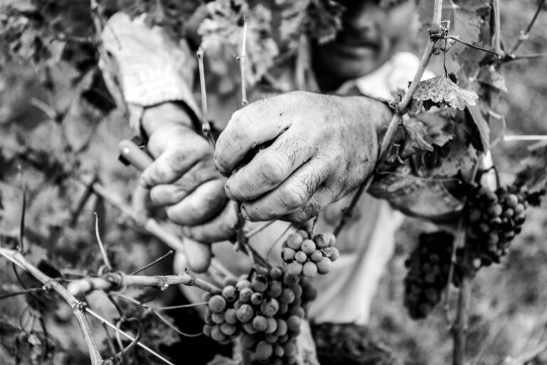 VinaMarty_Grapes_Gather_BW