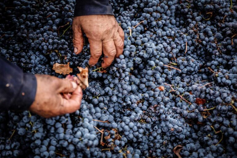 VinaMarty_Grapes_Gather_normal